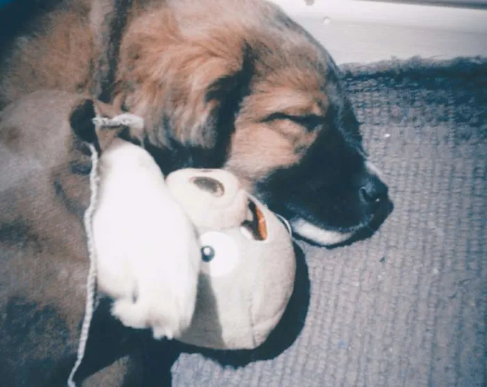 Cachorro ra a pastor shetland idade 2 a 6 meses nome Jesse
