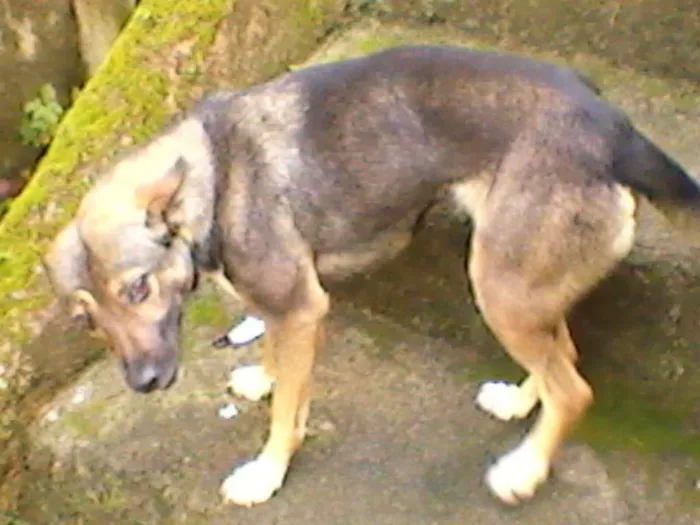 Cachorro ra a vira-lata idade 6 ou mais anos nome Tobi, Linda e Prince