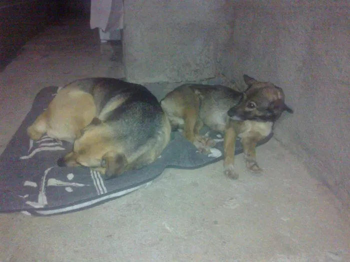 Cachorro ra a vira-lata idade 6 ou mais anos nome Tobi, Linda e Prince