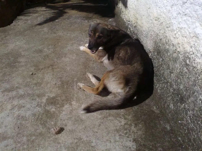 Cachorro ra a vira-lata idade 6 ou mais anos nome Tobi, Linda e Prince