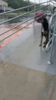 Pongo
