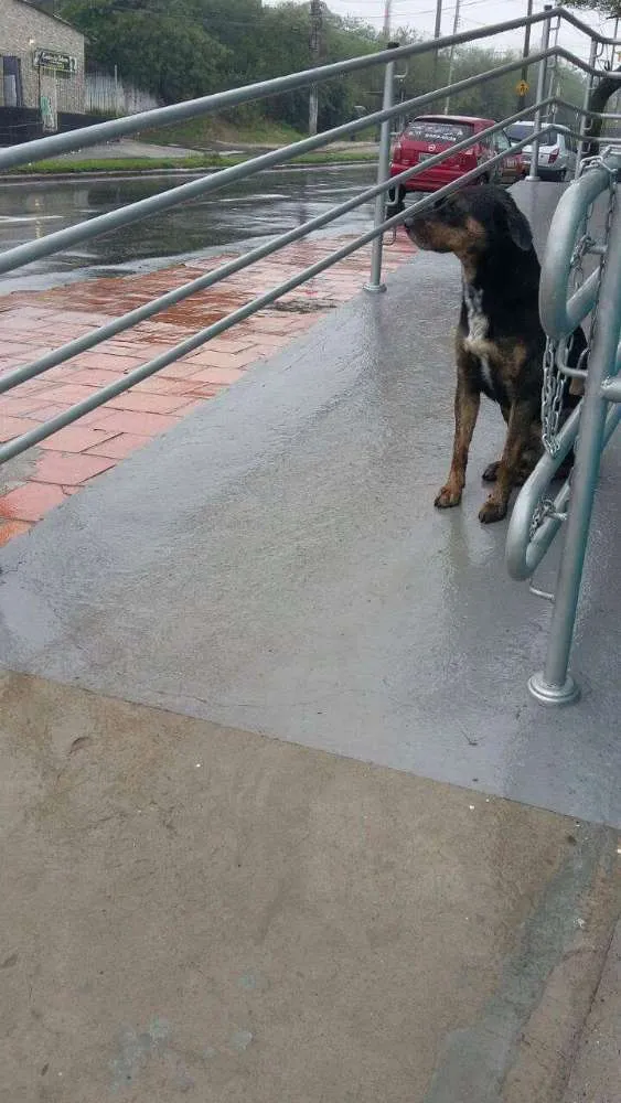Cachorro ra a Sem raça definida  idade 7 a 11 meses nome Pongo