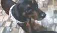 Pongo