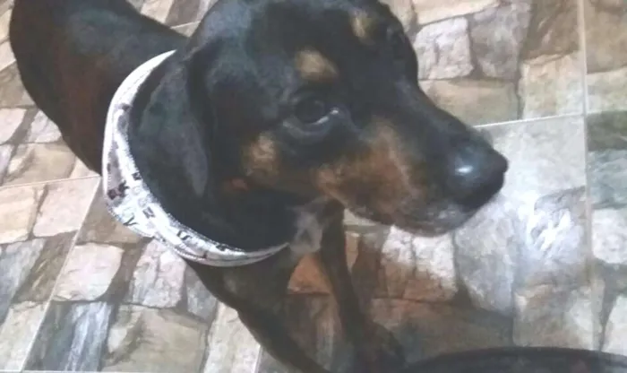 Cachorro ra a Sem raça definida  idade 7 a 11 meses nome Pongo