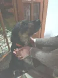 Pongo