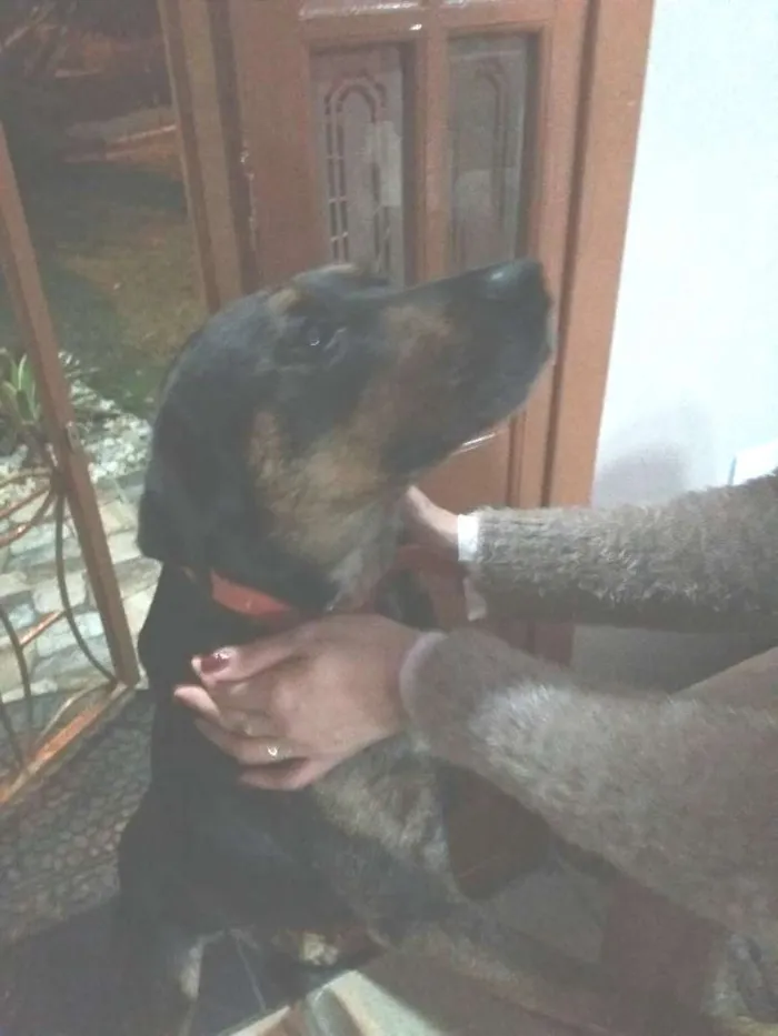 Cachorro ra a Sem raça definida  idade 7 a 11 meses nome Pongo