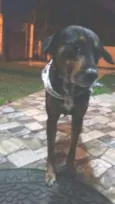 Pongo