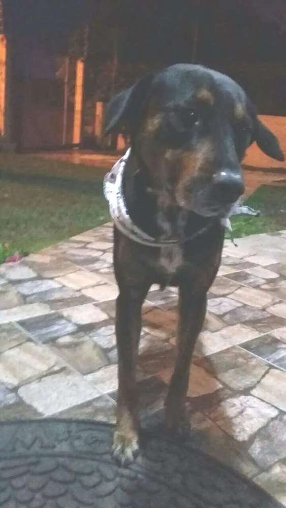 Cachorro ra a Sem raça definida  idade 7 a 11 meses nome Pongo