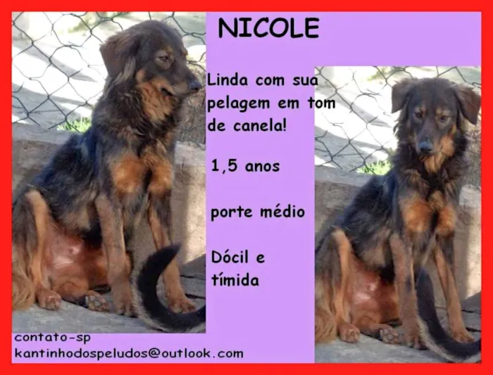Cachorro ra a  idade 1 ano nome Nicole