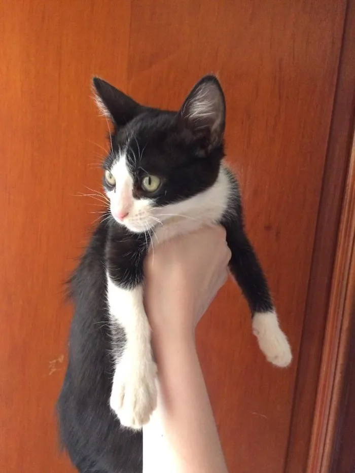 Gato ra a Vira lata idade Abaixo de 2 meses nome Sem nome