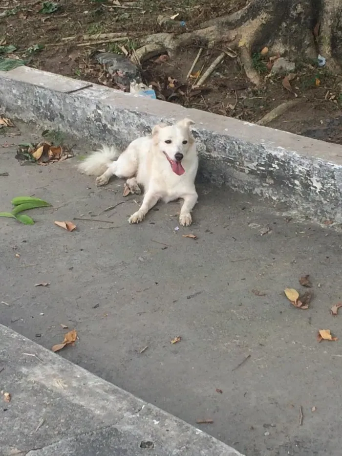 Cachorro raça Vira-lata idade 2 anos nome Não possui nome 