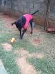Vick
