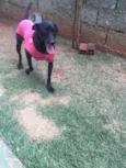Vick