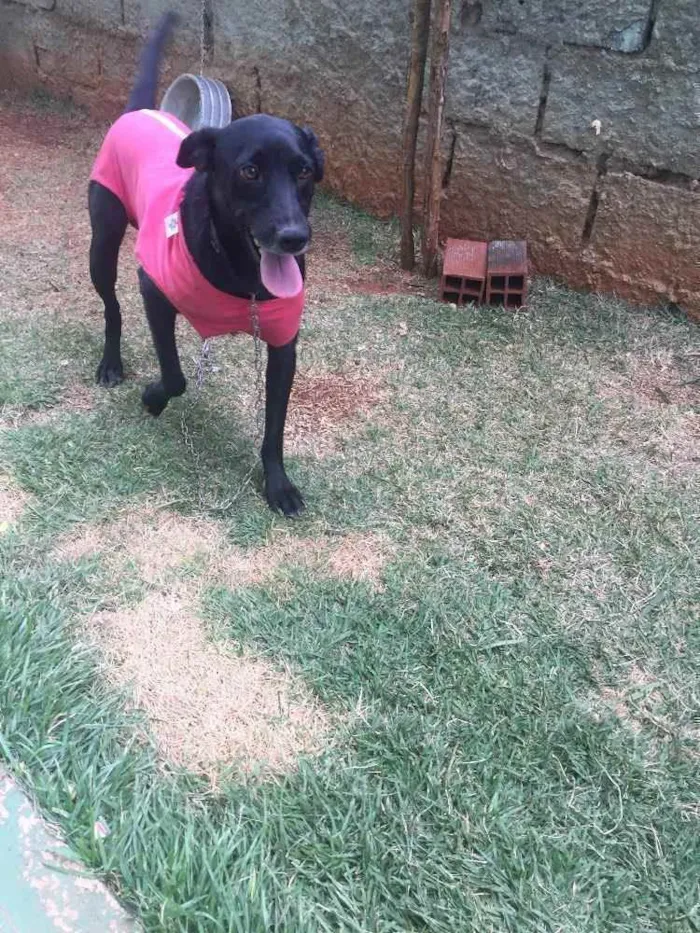 Cachorro ra a SRD  idade 2 anos nome Vick