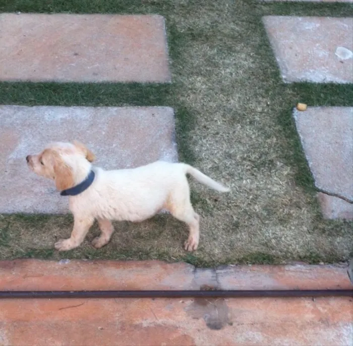 Cachorro ra a Srd idade 2 a 6 meses nome Sem nome