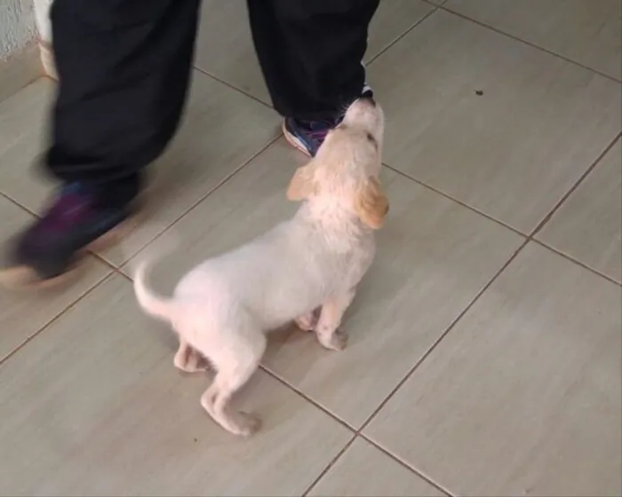 Cachorro ra a Srd idade 2 a 6 meses nome Sem nome