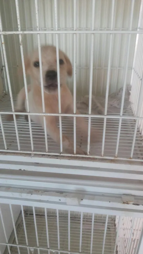 Cachorro ra a Srd idade 2 a 6 meses nome Sem nome