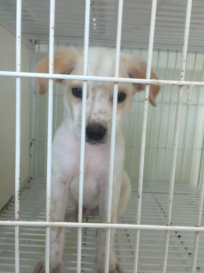 Cachorro ra a Srd idade 2 a 6 meses nome Sem nome