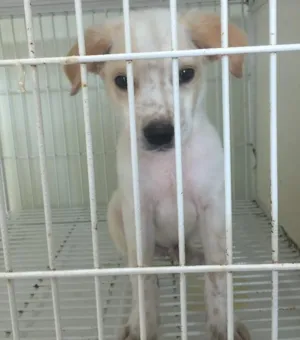 Cachorro raça Srd idade 2 a 6 meses nome Sem nome