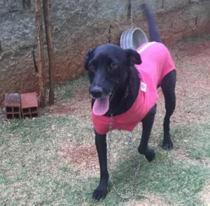 Cachorro raça SRD  idade 2 anos nome Vick