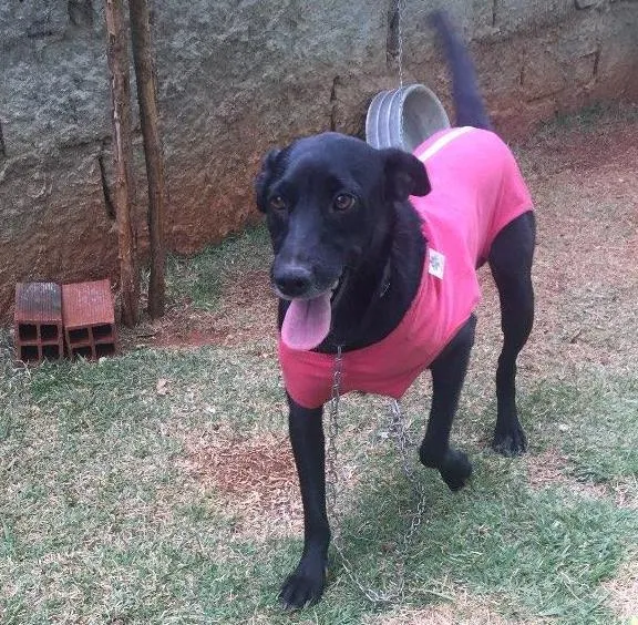 Cachorro ra a SRD  idade 2 anos nome Vick