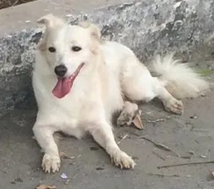 Cachorro raça Vira-lata idade 2 anos nome Não possui nome 