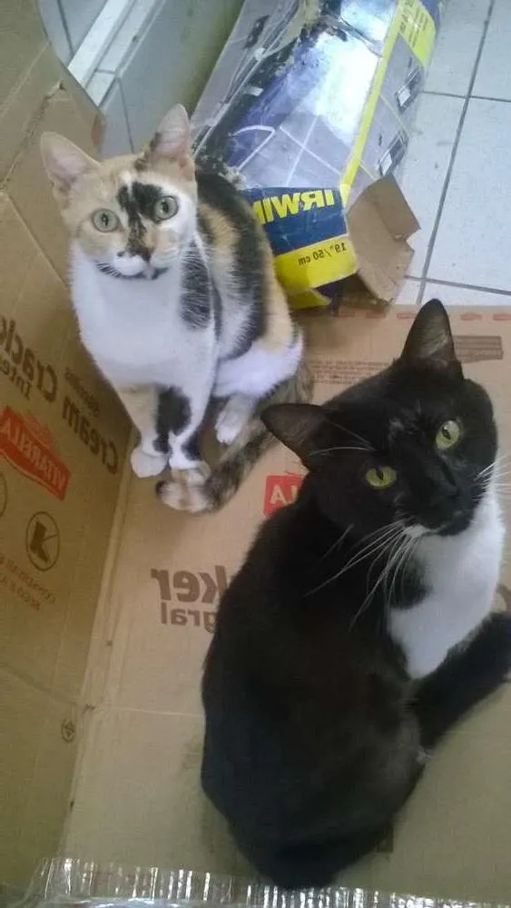 Gato raça  idade 3 anos nome Eva/Samuel