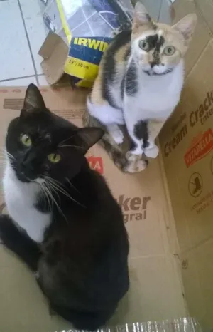 Gato raça  idade 3 anos nome Eva/Samuel