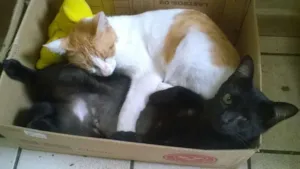 Gato raça vira lata idade 2 anos nome Zara/algodão