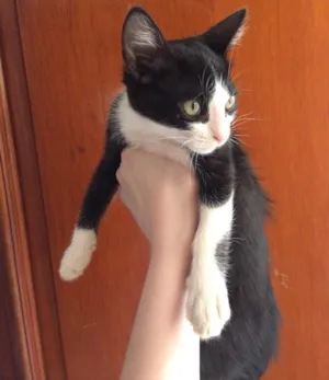 Gato raça Vira lata idade Abaixo de 2 meses nome Sem nome