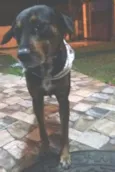 Pongo