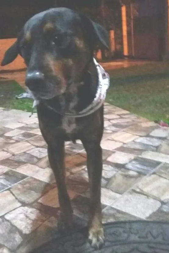 Cachorro ra a Sem raça definida  idade 7 a 11 meses nome Pongo
