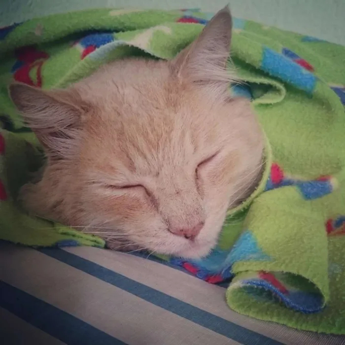 Gato ra a Sem raça definida idade 6 ou mais anos nome Joey