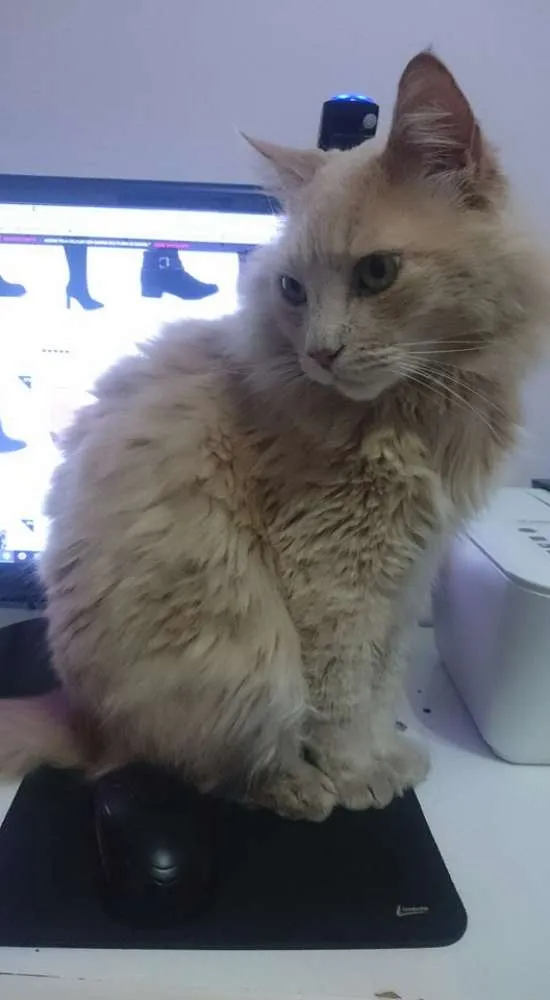 Gato ra a Sem raça definida idade 6 ou mais anos nome Joey