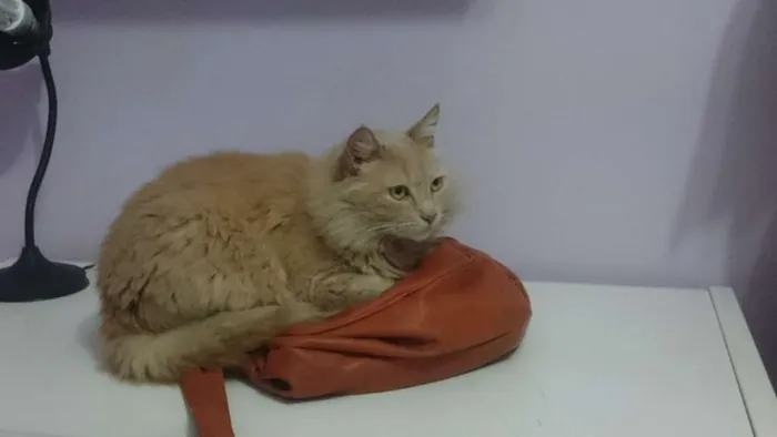 Gato ra a Sem raça definida idade 6 ou mais anos nome Joey
