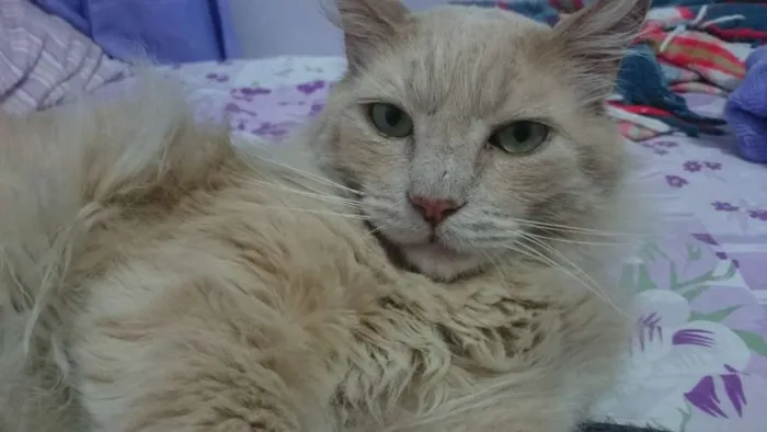 Gato ra a Sem raça definida idade 6 ou mais anos nome Joey