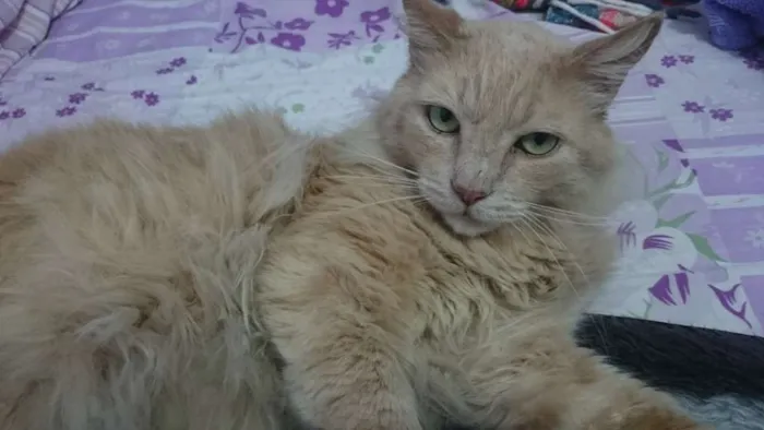 Gato ra a Sem raça definida idade 6 ou mais anos nome Joey