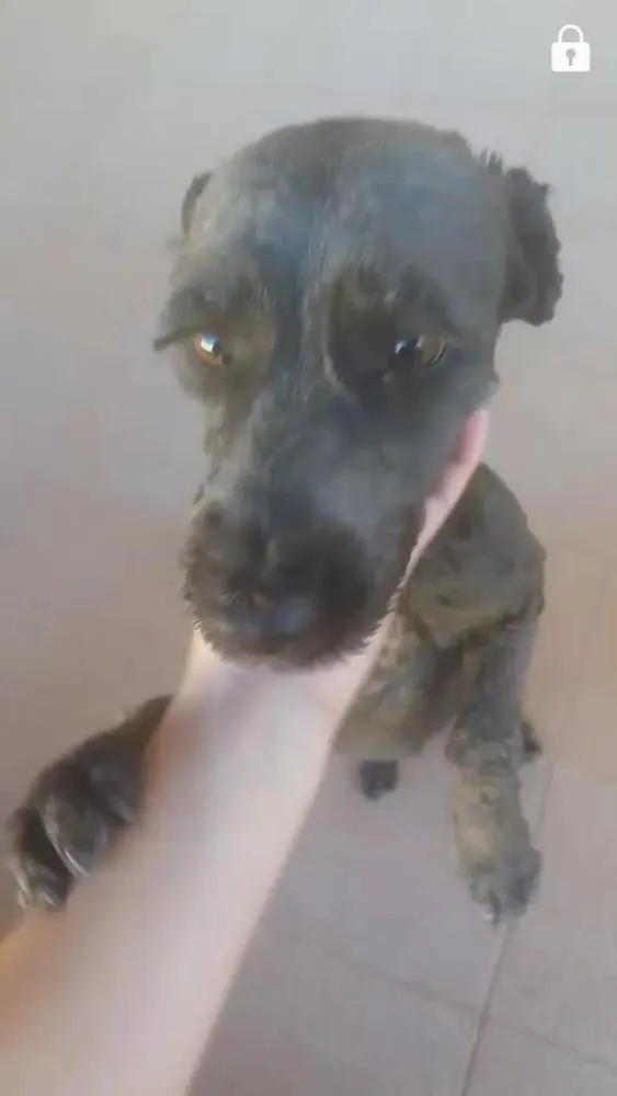 Cachorro ra a SRD idade 3 anos nome Zandor 