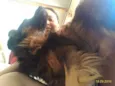 Pepi