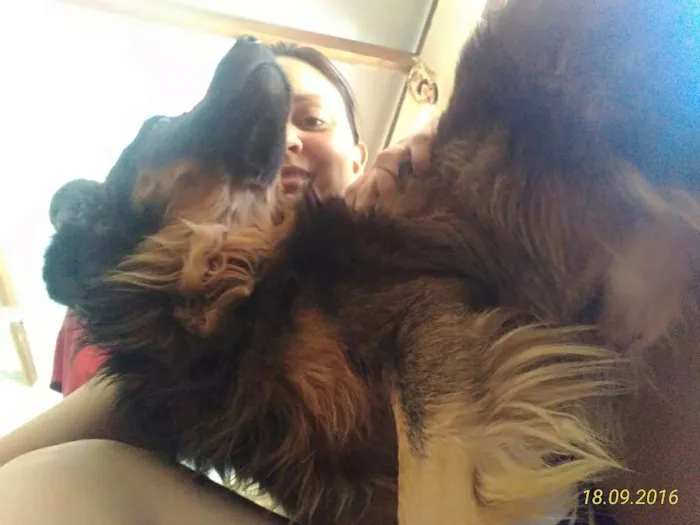 Cachorro raça Sem raça  idade 3 anos nome Pepi