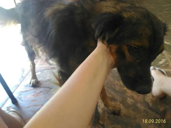 Cachorro raça Sem raça  idade 3 anos nome Pepi