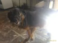 Pepi