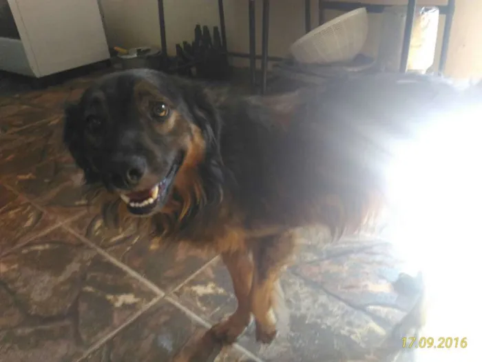 Cachorro raça Sem raça  idade 3 anos nome Pepi