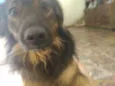 Pepi