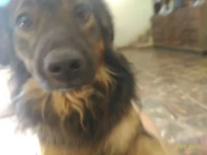 Cachorro raça Sem raça  idade 3 anos nome Pepi