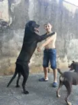 Buddy e Toddy