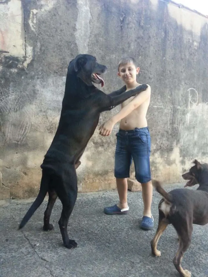 Cachorro raça Labrador/Srd idade 5 anos nome Buddy e Toddy