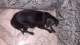 Pretinha
