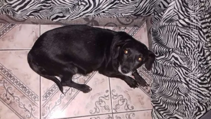 Cachorro ra a Cofap com vira lata idade 6 ou mais anos nome Pretinha