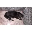 Pretinha